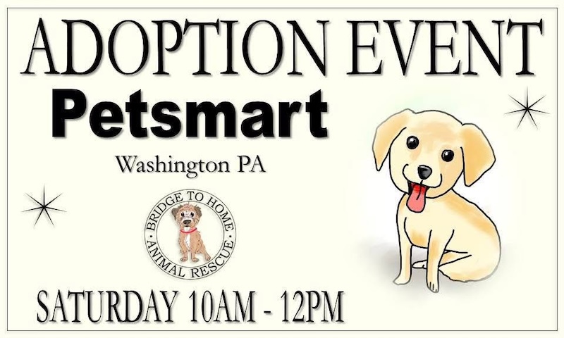 Bridge to Home Animal Rescue Adoption Event Meet and Greet