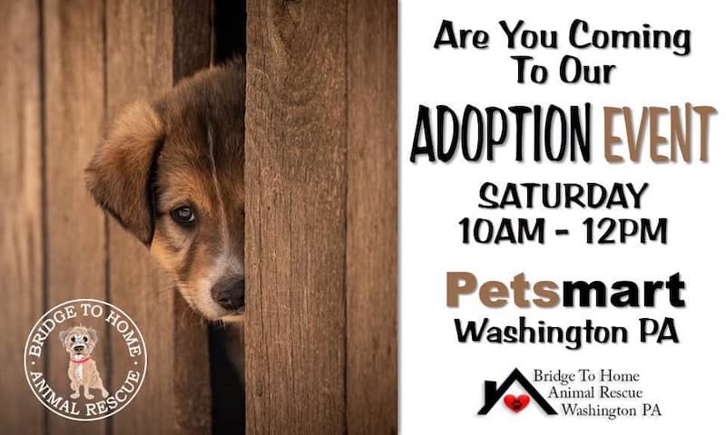 Bridge to Home Animal Rescue Adoption Event/Meet and Greet