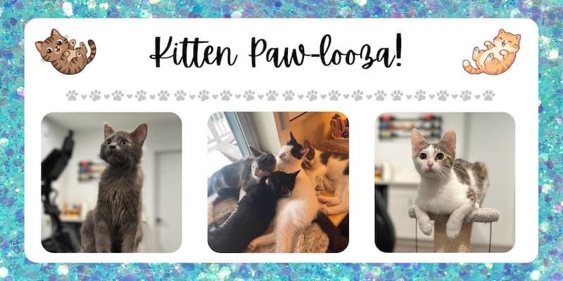 Kitty Queen Cat Rescue Kitten Paw-looza