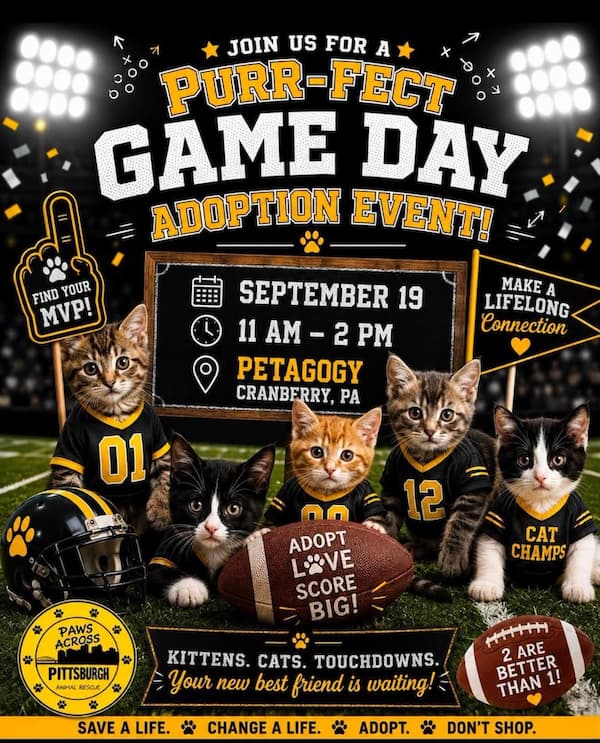 Paws Across Pittsburgh Cat Adoption Event Sept 19, 2026