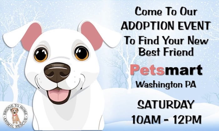 Bridge to Home Adoption Event